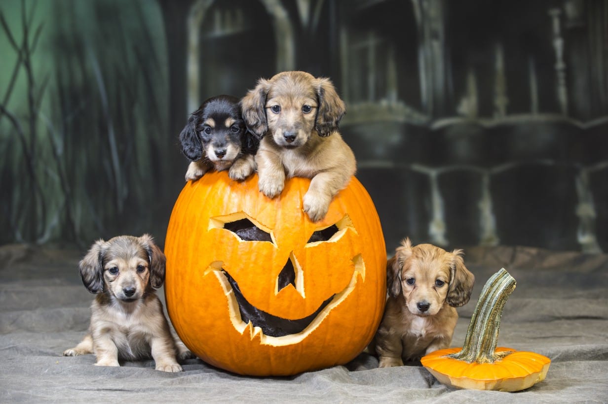 pet safety at halloween