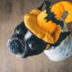 dog costumes