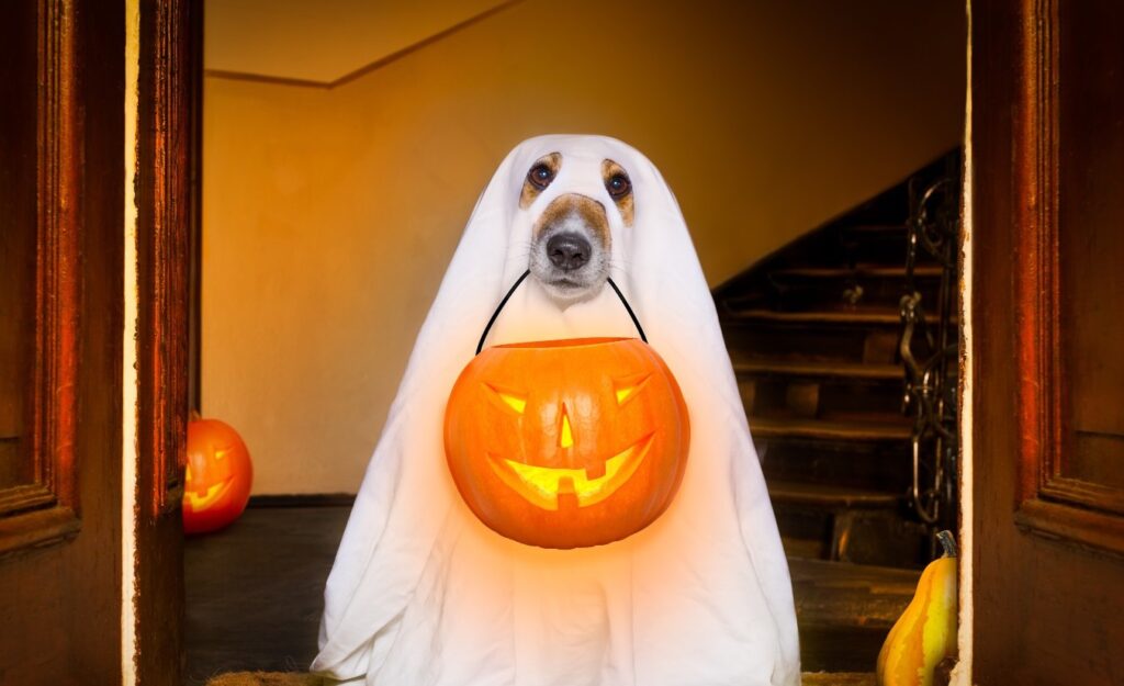 dog safety during halloween