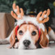 how to keep pets safe during the holidays