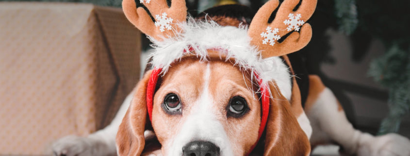 how to keep pets safe during the holidays