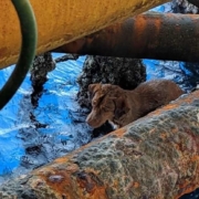 dog lost at sea