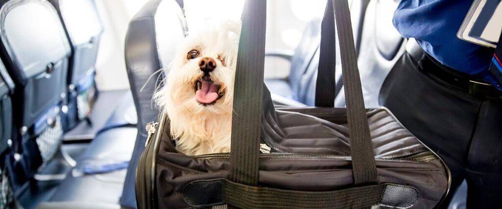 best airlines for pets