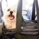 best airlines for pets