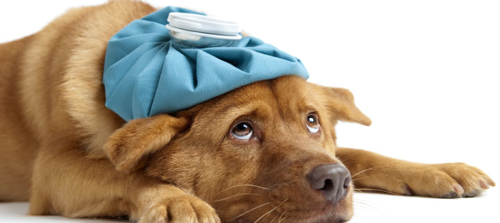 Is Pet Insurance Necessary? Splash and Dash For Dogs