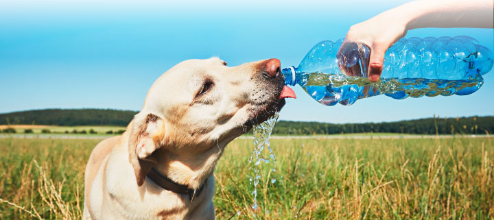 Heat Stroke Signs To Tell Your Dog Is In Distress