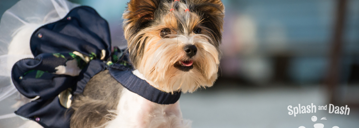 all for dogs pet services