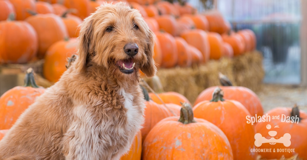 what not to feed your dog for thanksgiving