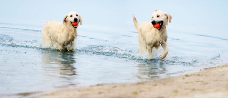 How Hot is Too Hot? - Splash and Dash for Dogs