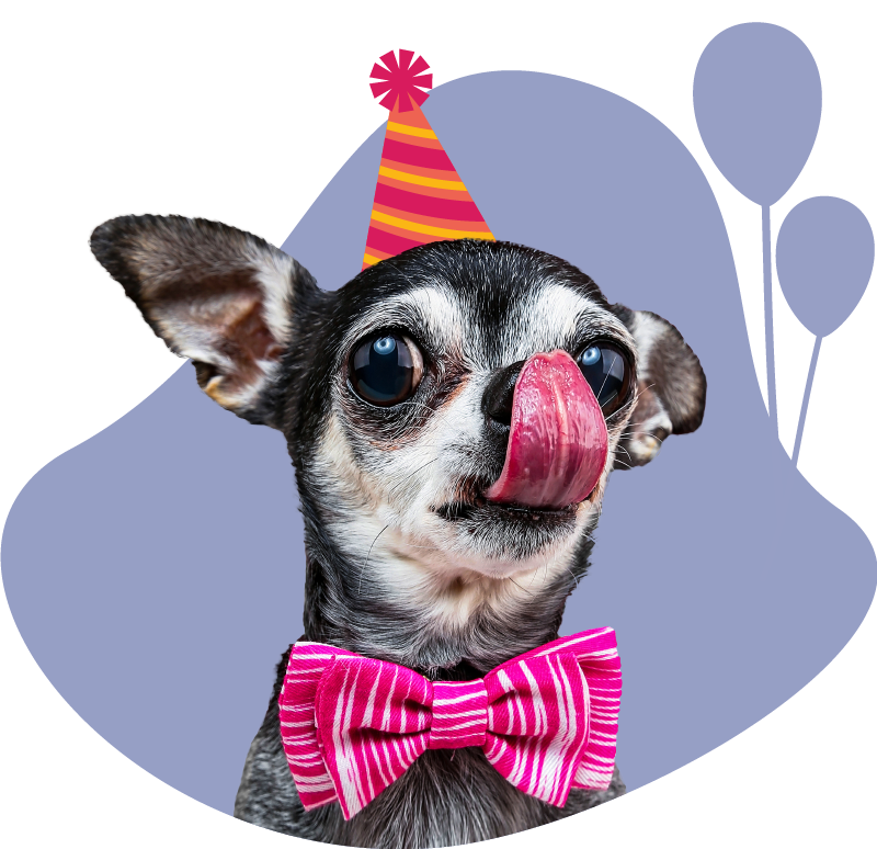 Home Splash and Dash For Dogs