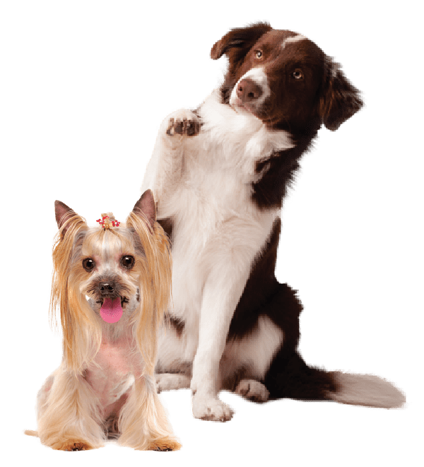 TO THE SD FAMILY Splash and Dash For Dogs