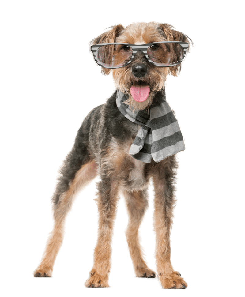 fox-terrier-wearing-a-scarf-and-glasses-in-front-o-2021-08-26-18-03-35-utc