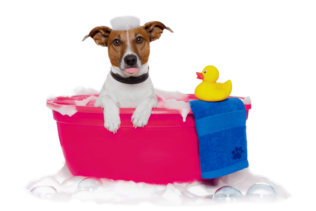 dog_bath