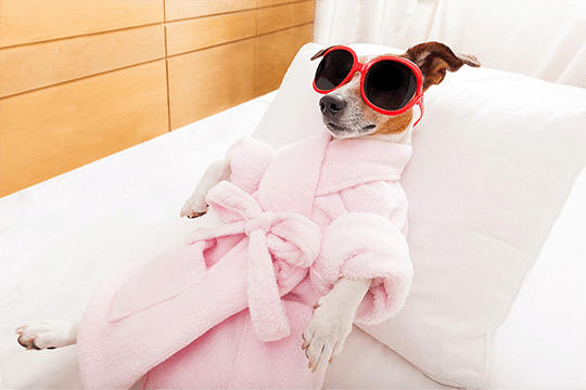Pet vacation