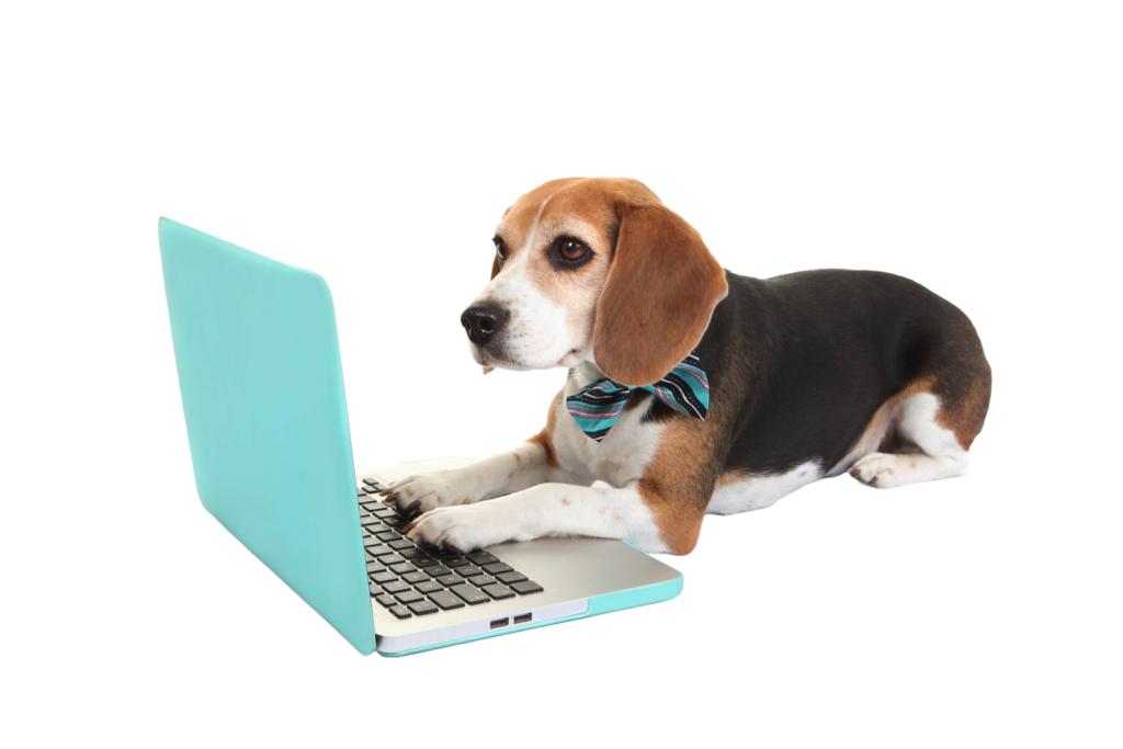 Dog on laptop searching for nearest Splash and Dash Groomerie and Boutique.